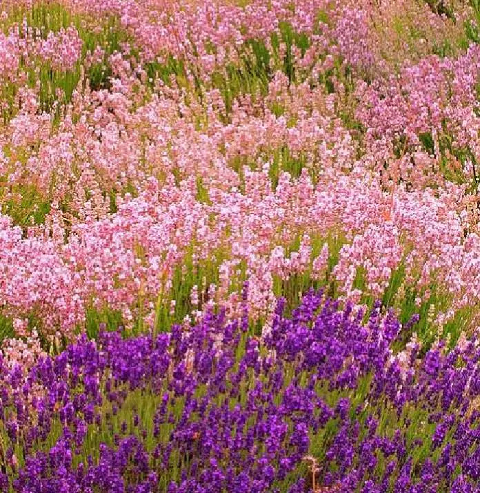 Lavandula angustifolia Rosea - Lavanda floração rosa, Alfazema rosa, Lavanda Inglesa rosa,, Lavanda pink