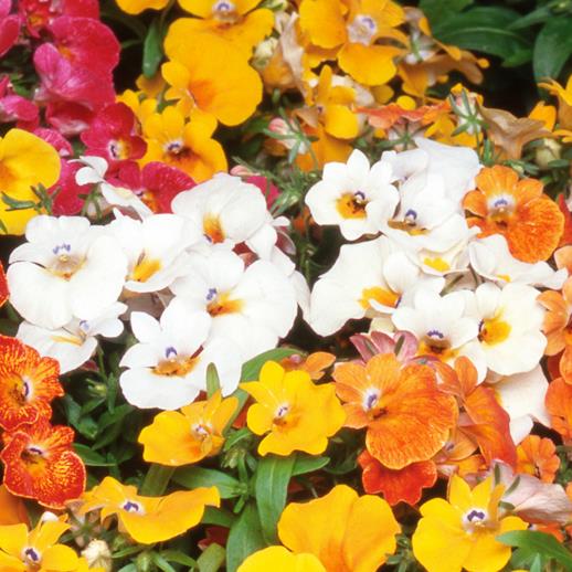 Nemesia strumosa Blaze of Glory (Mix) - Nemésia sedutora (Mix), Jóia do Cabo (Mix), Nemesia Chama da Glória