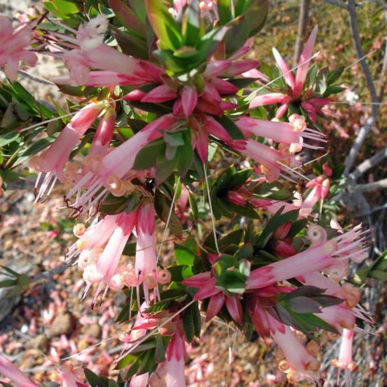 Styphelia triflora - Rosa Cinco Cantos, Five Corners Rose