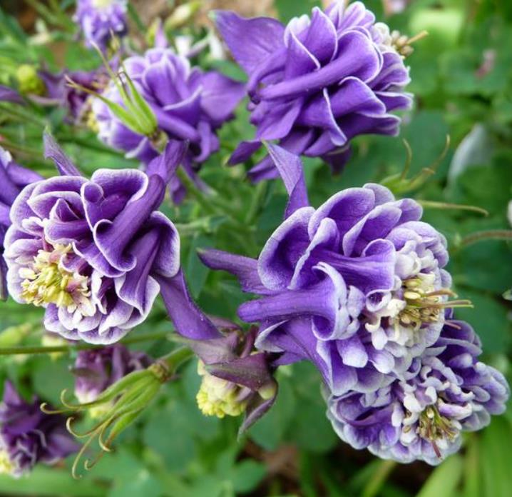 Aquilegia 'Double Pleat' blackberry - Aquilegia Dobrada Flor de Clematis, Columbina Dobrada Plissada Blackberry