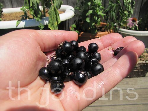 Solanum burbankii - Cereja Maravilha, Cereja do Sol, Wonderberry, Sunberry