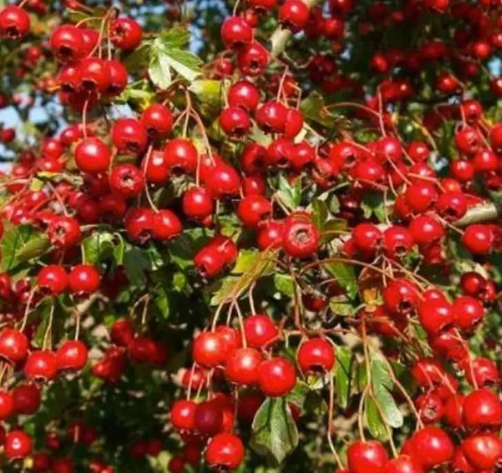 Crataegus laevigata (Crataegus oxycantha) - Planta do Coração, Hawthorn Berry - Espinheiro Alvar