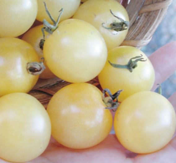 Solanum lycopersicon Berry Snow White Cherry (Certificação Orgânica) - Tomate Cereja Branca de Neve, Tomate Cereja Marfi