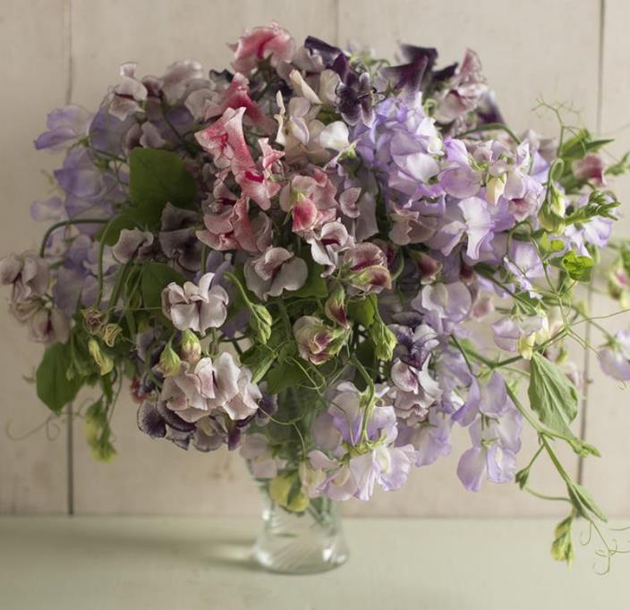 Lathyrus odoratus 'Ripple Mixed' - Ervilha Doce Ripple 'Seleção Premium', Ervilha Doce 'Super Perfumada' Mix