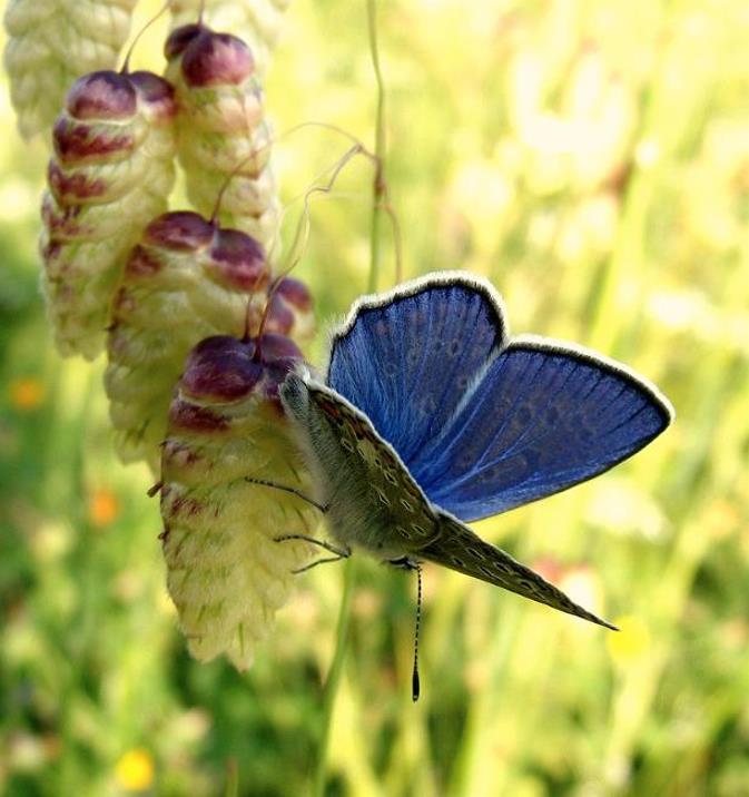 Briza maxima - Grama Chocalho, Grama Abelhinha, Grama Pérola, Quaker Grass