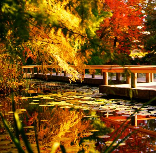 Taxodium distichum var. Imbricatum (Taxodium ascendens) - Cipreste soberano, Pond Cypress, Cipreste da lagoa, Cipreste d
