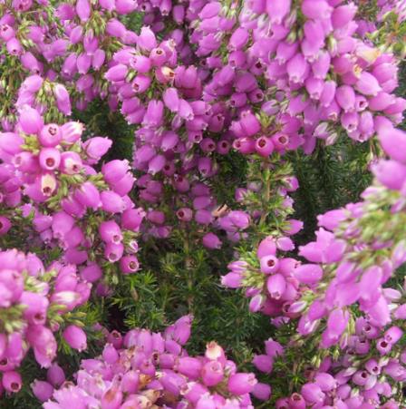 Erica chamissonis - Erica chamissonis, Erica, Erica rosa, Urze, Charneca