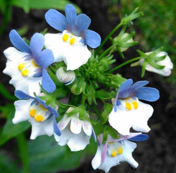 Nemesia strumosa KLM - Arlequim KLM, Jóia do cabo KLM, Nemésia KLM