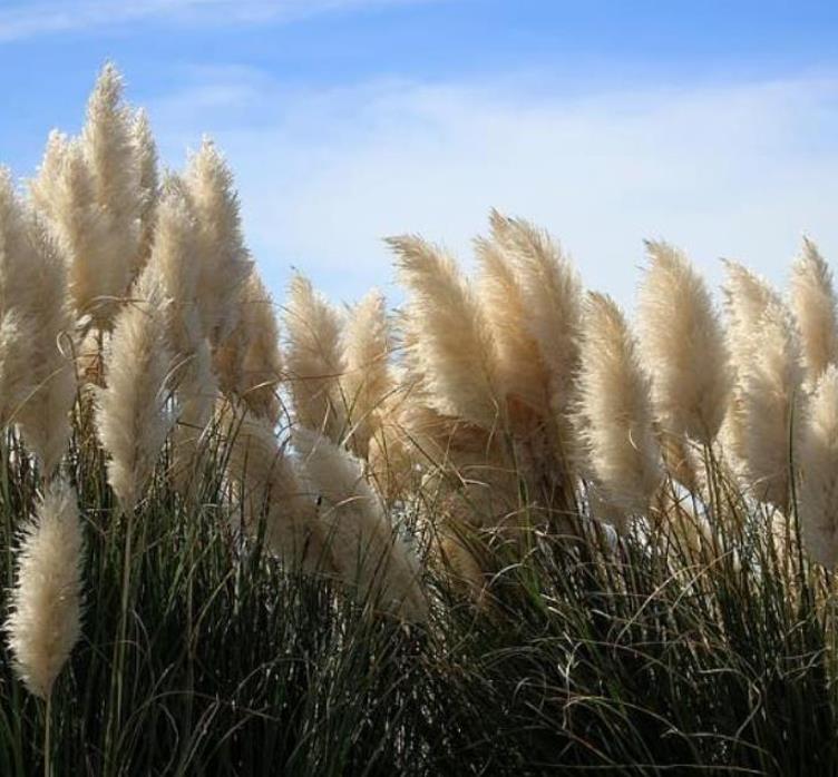 Cortaderia richardii - Grama toe toe, Grama plumosa, Toe toe grass