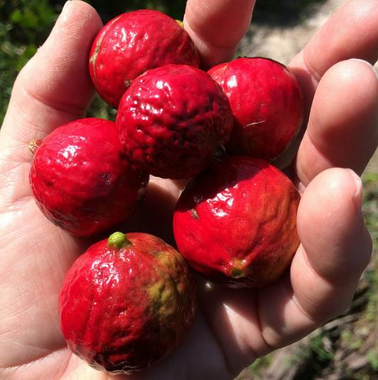 Santalum acuminatum - Sândalo Doce, Quandong Doce do Deserto, Sândalo Australiano, Pêssego Selvagem, D
