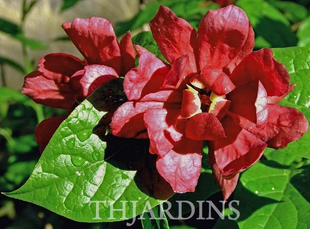 Calycanthus floridus - Carolina pimenta da Jamaica, Arbusto abacaxi, Arbusto morango, Arbusto doce