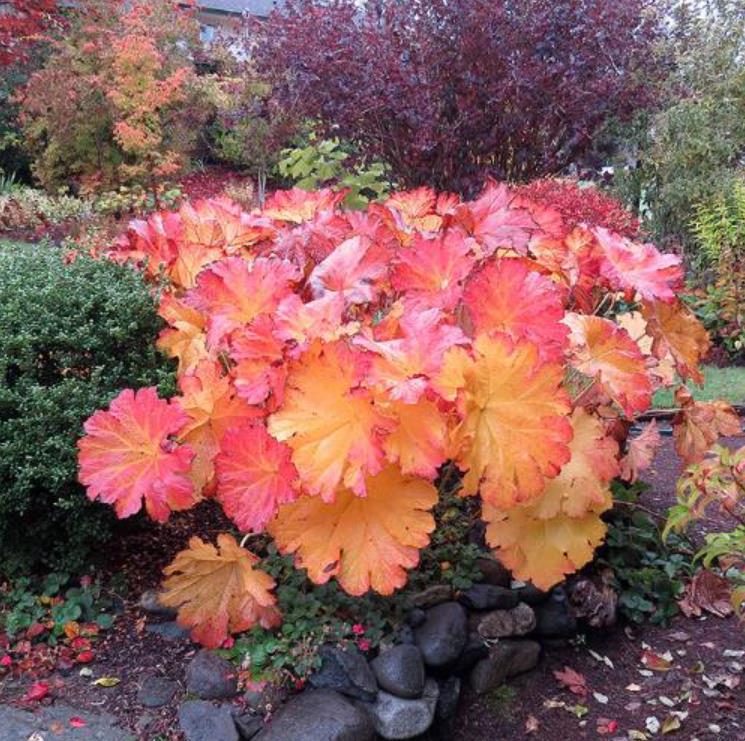 Darmera peltata (Peltiphyllum peltatum) - Planta Guarda-Chuva, Ruibarbo Indiano,Umbrella Plant, Indian Rhubarb