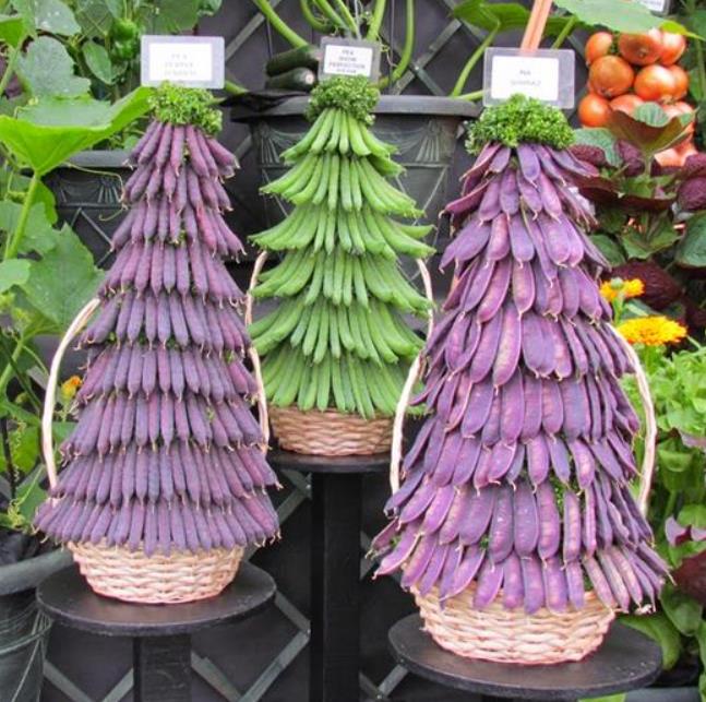 Pisum sativum Shiraz - Ervilha Roxa Shiraz, Ervilha Torta, Ervilha Mangetout Shiraz