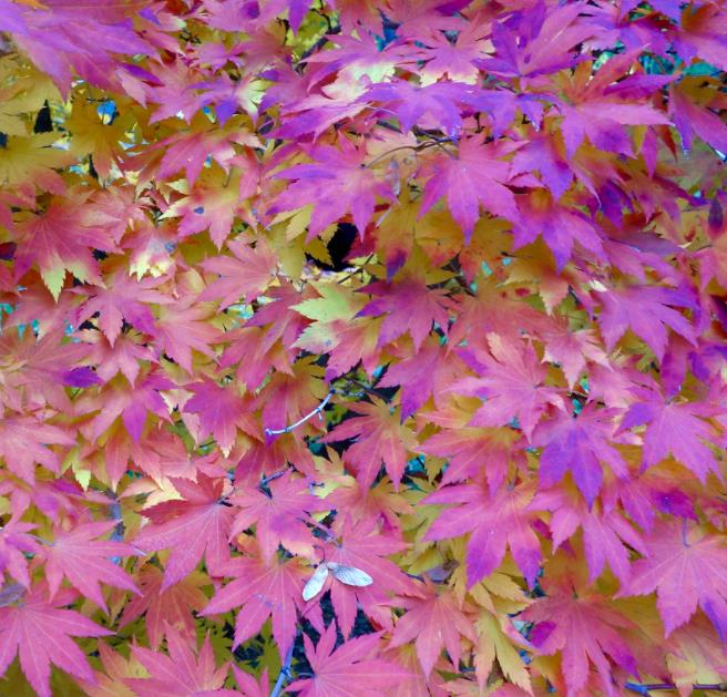 Acer pseudosieboldianum - Maple Purplebloom, Bordo Coreano