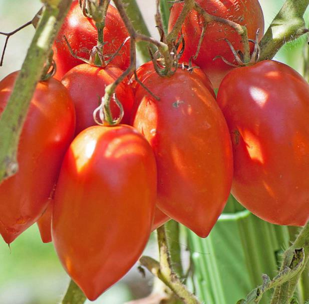 Solanum lycopersicon Amish Paste (Orgânico) - Tomate Pasta Amish, Tomate Amish Paste