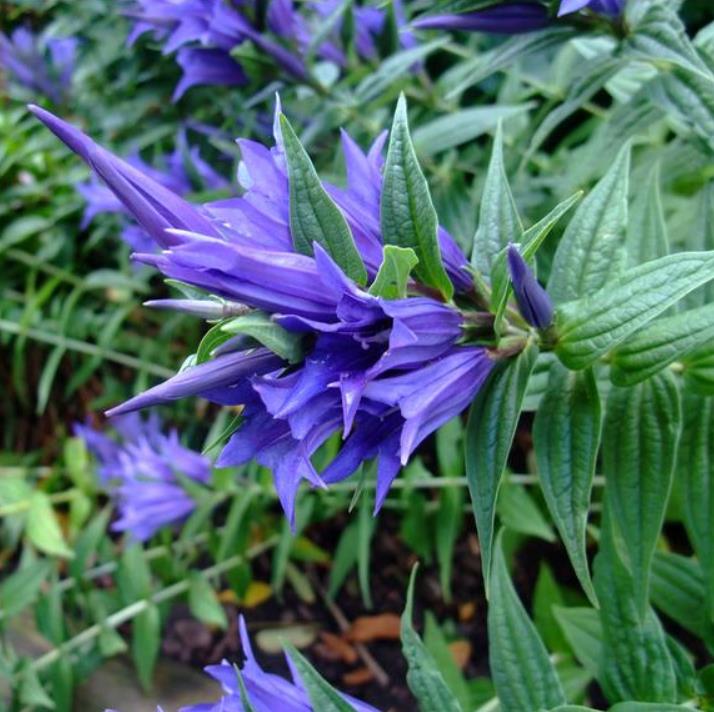 Gentiana asclepiadea - Genciana Salgueiro, Genciana de Serralha, Willow Gentian