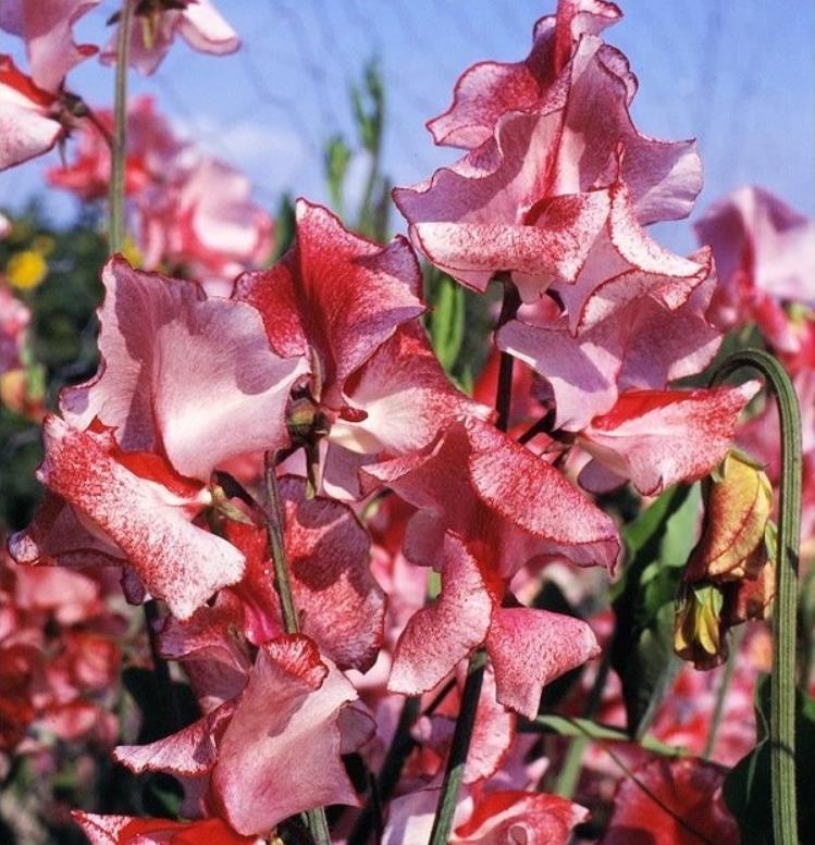 Lathyrus odoratus 'Ripple Wiltshire' - Ervilha Doce Aromática Ripple Wiltshire, Ervilha Doce Perfumada de Spencer 'Wilt