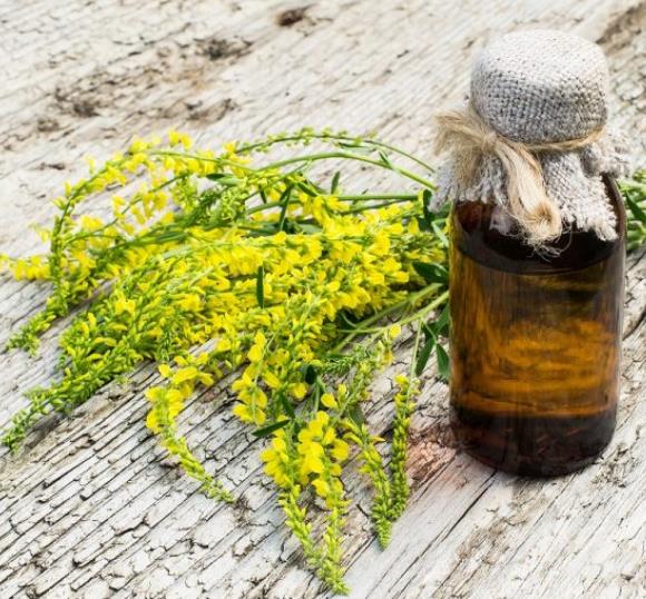 Melilotus officinalis - Meliloto, Trevo de mel, Trevo amarelo aromático, Lotus do mel, Flor do mel, Flor