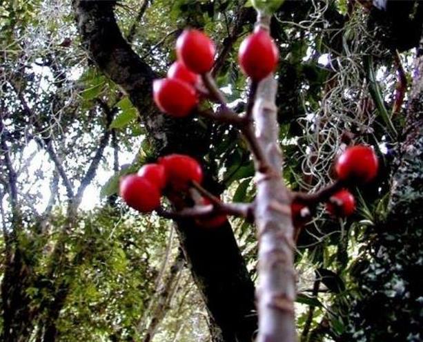 Carica microcarpa ssp. Baccata (Vasconcellea microcarpa) - Mamão Papaia Microcarpa, Papaia Figo, Mamão Figo