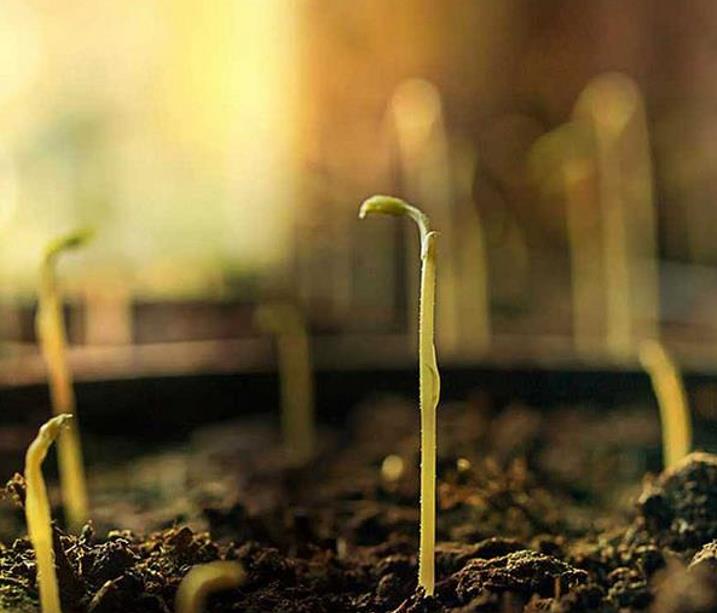 Lathyrus odoratus 'Mammoth Navy Blue' - Ervilha Doce Gigante, Trepadeira Ervilha de Cheiro 'Mammoth Navy Blue'