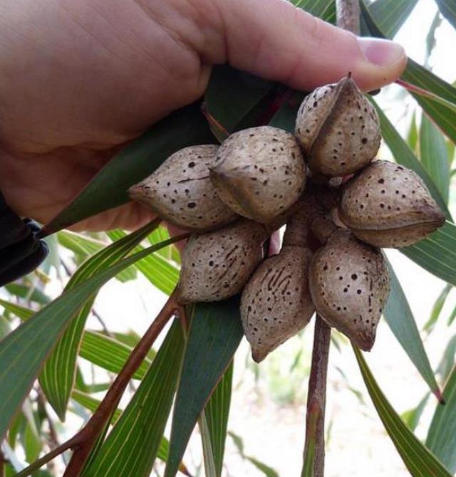 Hakea laurina - Protea Hakea Almofada de Alfinetes, Pincushion Hakea, Hakea Ouriço do Mar
