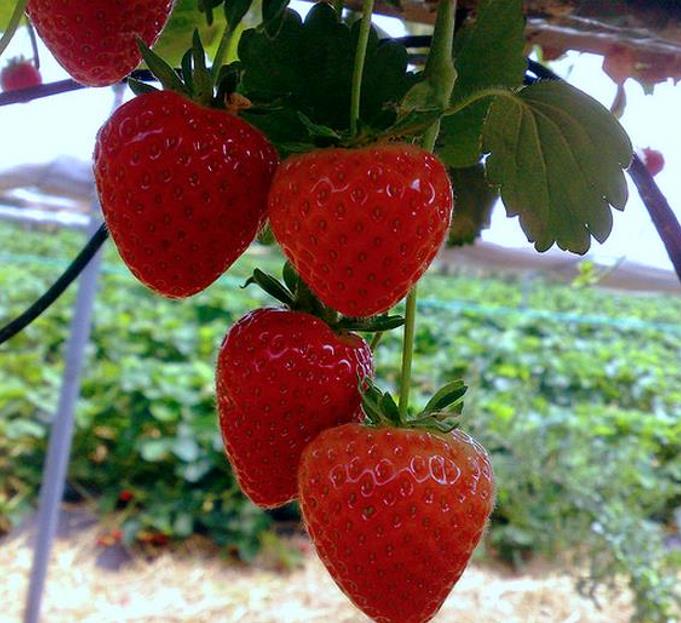 Fragaria x Ananassa fragissimo - Morango Fragissimo