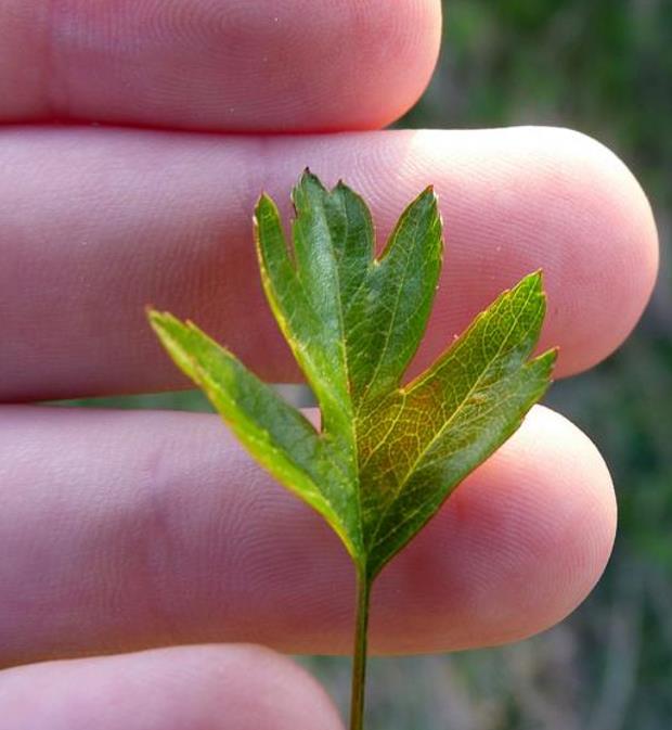Crataegus azarolus - Planta do Coração, Espinheiro do Mediterrâneo, Azarole, Hawthorn Berry
