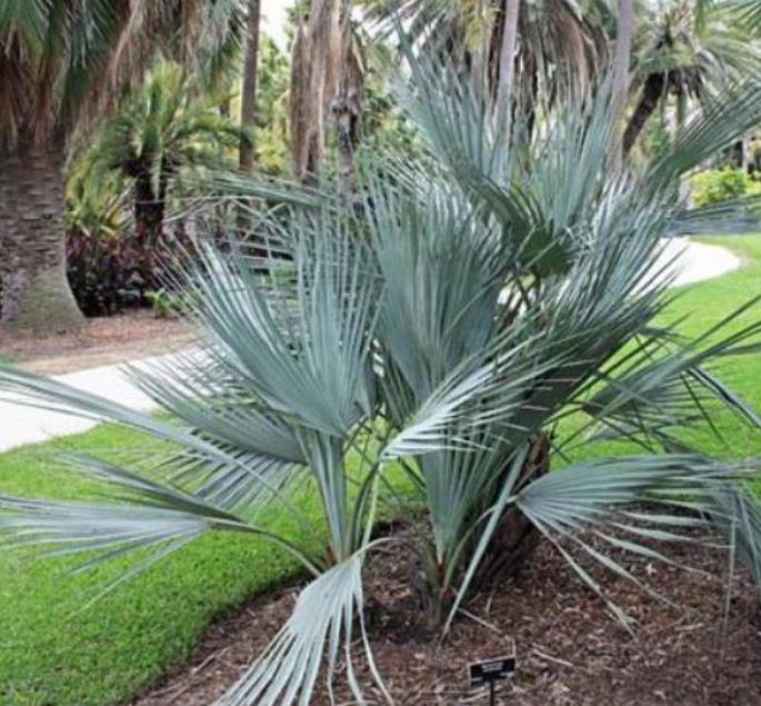 Nannorrhops ritchiana - Palmeira Azul, Palmeira Prata, Mazari Palm