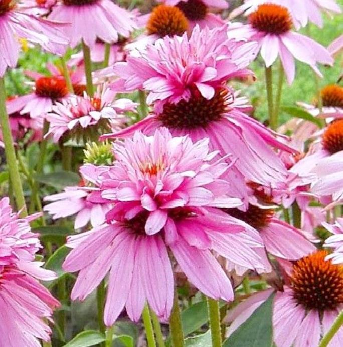 Echinacea purpurea Doubledecker - Equinácea Purpurea 'Flor em duas Camadas', Equinacia Flor de Cone 'dupla'
