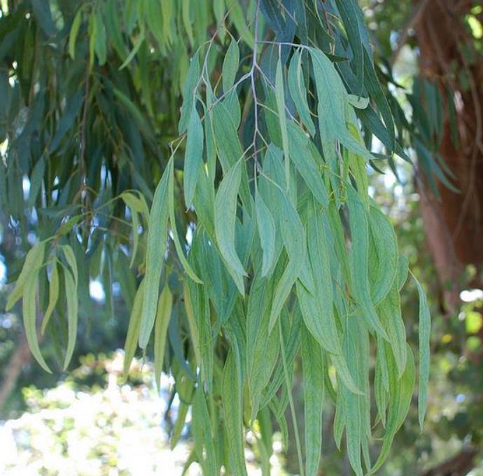 Eucalyptus melliodora - Eucalipto Melífero, Yellow Box