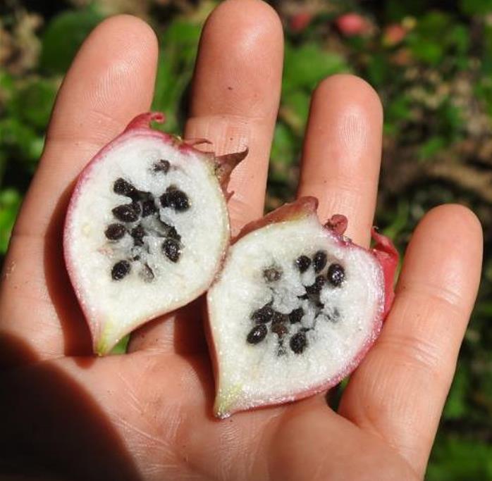 Jarilla chocola - Jarilla Chocolate, Mamão Chocolate, Jarilla