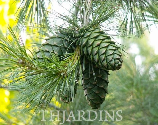 Pinus armandii - Davids Pine, Pinheiro Branco Chinês, Hua Shan Song (Chinês)