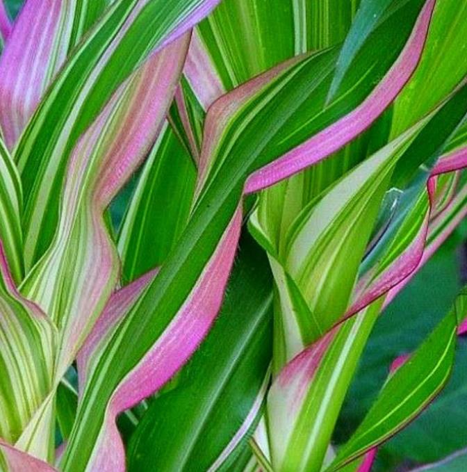 Zea mays Japonica Variegata (C.O) - Milho Japonês Listrado, Milho Japonês de Folhagem Ornamental
