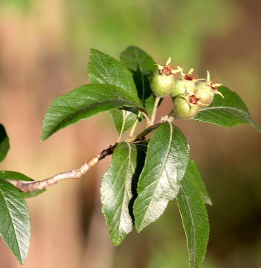 Crataegus mexicana - Planta do coração, tejocote, mini-maça mexicana