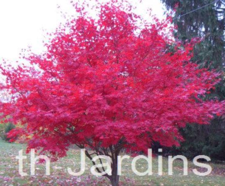 Acer palmatum Bloodgood - Acer Maple Bloodgood