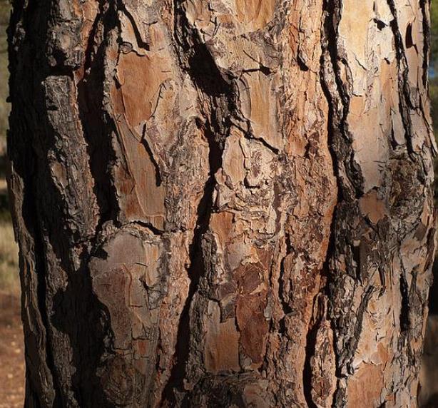 Pinus nigra Ssp laricio (Córsega) - Pinheiro Córsega, Pinheiro larício córsico, Pinheiro negro da Cór