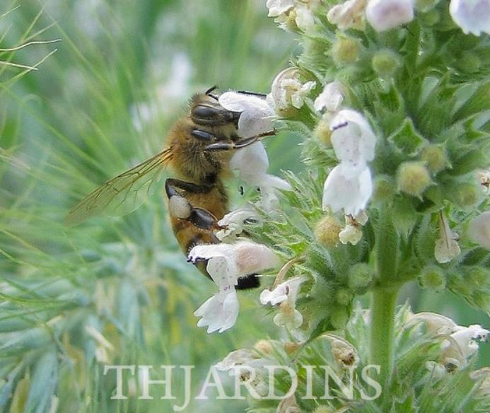 Nepeta cataria 'Citriodora' - Bálsamo do Campo, Bálsamo de Limão, Erva dos Gatos Essência Limão, Catnip Citrad