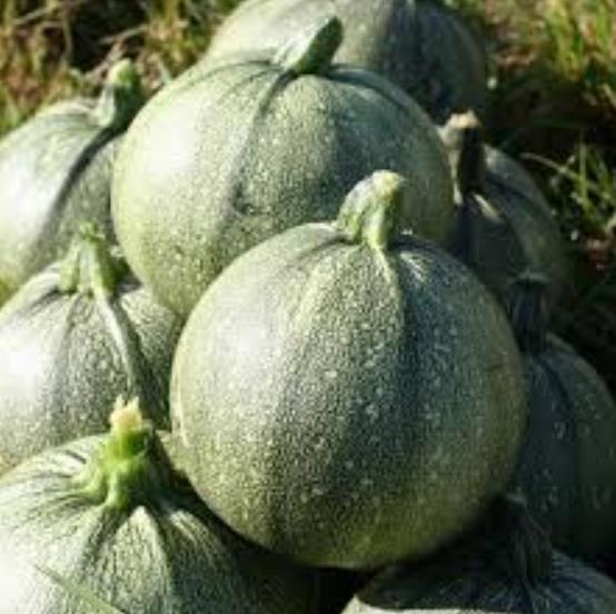 Cucurbita Pepo De Nice (Certificação Orgânica) - Abobrinha Redonda Francesa, Abobrina De Nice, Guloseima Recheada