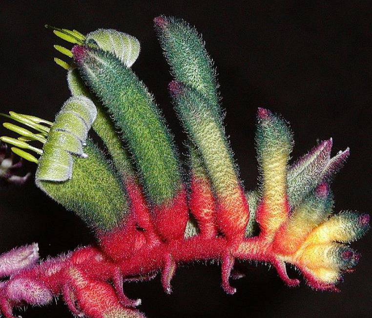 Anigozanthos manglesii - Pata de Canguru Vermelho e Verde, Kangaroo Paw