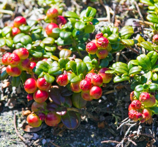 Vaccinium macrocarpon - Cereja Oxicoco, Oxycocus, American Cranberry Oxycoccus