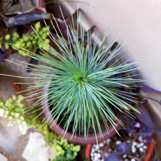 Pinus kesiya (Pinus insularis) - Pinheiro de Khasia, Khasi pine, Benguet pine