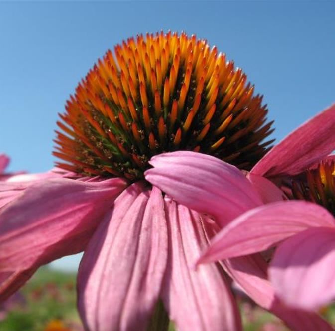 Echinacea purpurea - Flor de Cone, Echinacea ,Equinácea, Equinacia, Rudbeckia