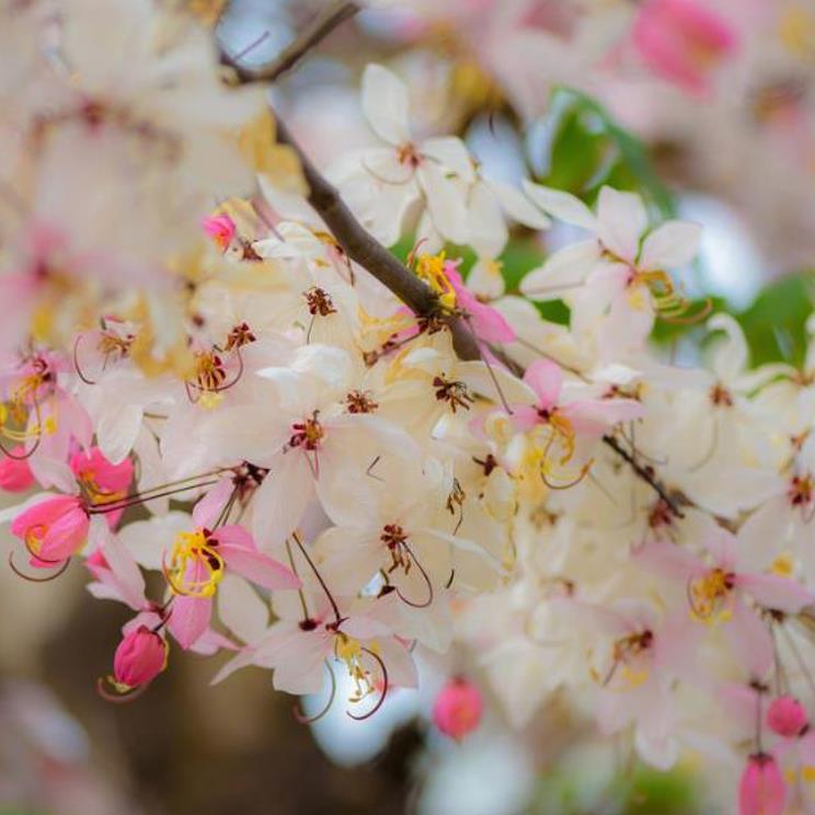 Cassia bakeriana  - Cassia Flor de Macieira Anã, Cássia Chuveiro Cor-de-rosa, Árvore dos Desejos