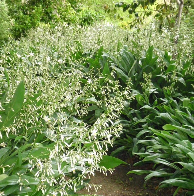 Arthropodium cirratum - Lírio Rocha da Nova Zelândia, Lírio Renga, Rengarenga