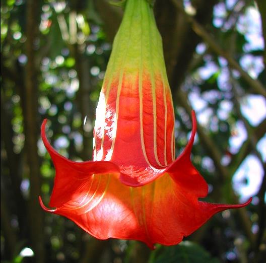 Brugmansia Sanguinea - Brugmansia vermelha, árvore datura vermelha, árvore trombeta de anjo