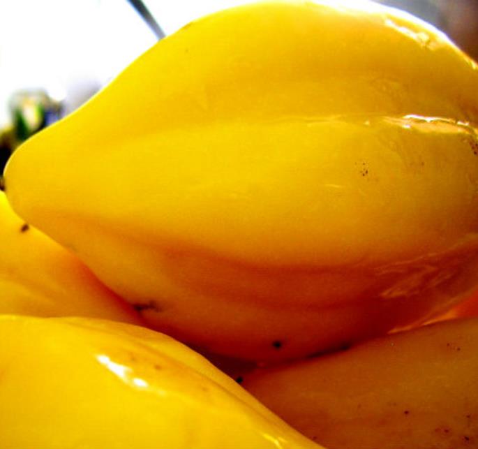 Carica pubescens Cobquecura (Vasconcellea pubescens Cobquecura) - Mamão Papaia Cobquecura, Mamão do Chile, Mamão de Cobq