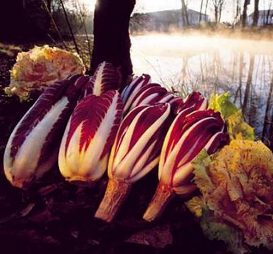 Cichorium Intybus Rossa Di Treviso - Endívia Italiana Roxa, Chicória Roxa De Treviso, Radicchio