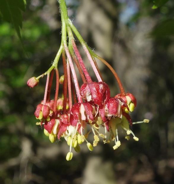 Acer pseudosieboldianum - Maple Purplebloom, Bordo Coreano