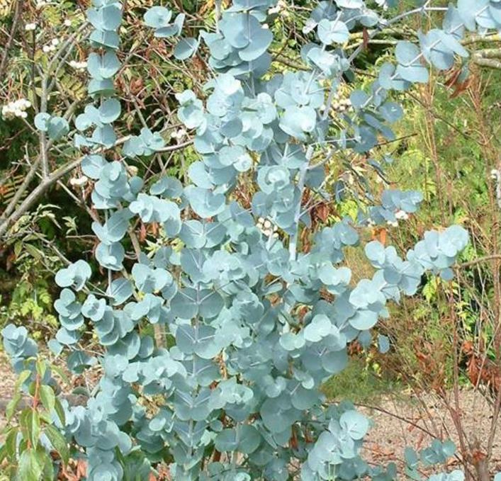 Corymbia gunnii - Eucalipto Goma de Cidra, Eucalipto Maple Syrup, Eucalipto Xarope de Bordo