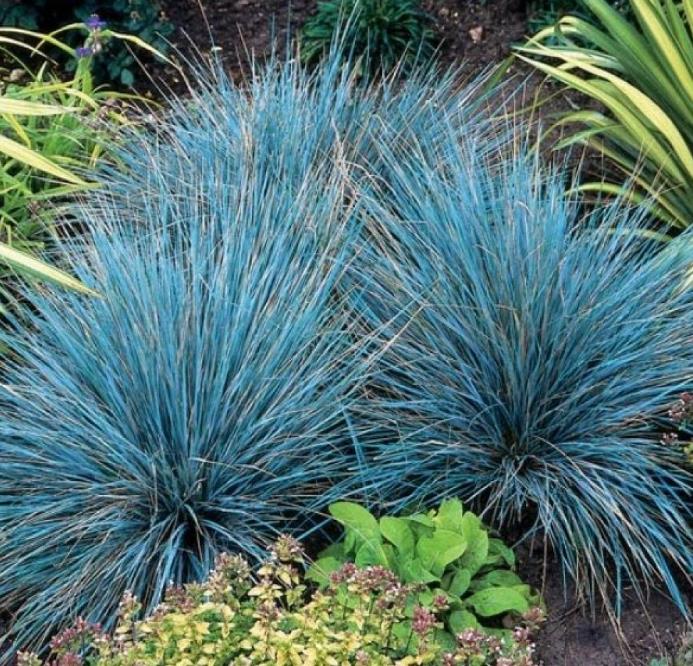 Festuca glauca 'Blue Select' - Grama Azul 'Seleção Azul', Blue Fescue Grass, Blue Select Grass